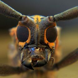 Close-up of insect