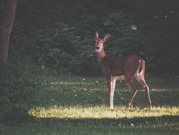 Deer standing on field