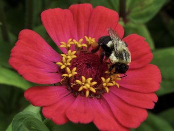 Close-up of bee pollinating on flower