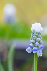 Close-up of purple flowering plant