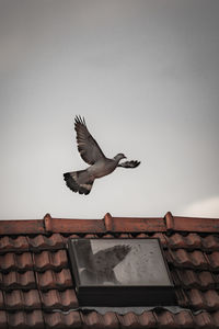 Low angle view of bird flying against sky