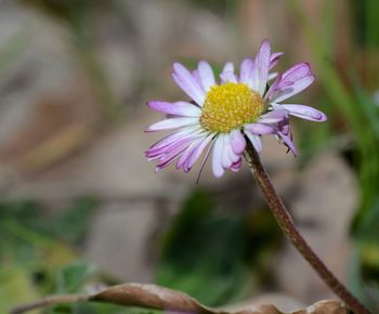 Close-up of pink flower