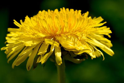 Close-up of yellow flowering plant