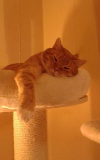 Cat on carpet