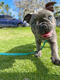 French bulldog puppy walking towards camera