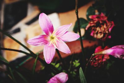 Close-up of pink flowering plant