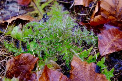 High angle view of plants