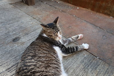 High angle view of cat lying down