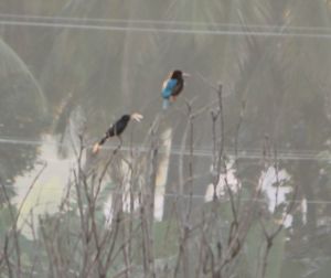 Bird perching on water