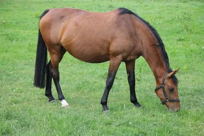 Horse grazing in a field