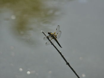 Close-up of spider against sky