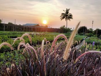 Plants growing on field against sky during sunset