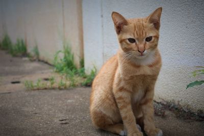 Portrait of cat sitting outdoors