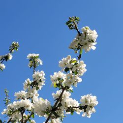 Low angle view of cherry blossoms against clear blue sky