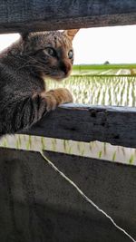 Close-up of a cat looking away