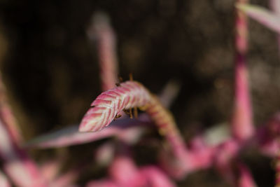 Close-up of pink flowers