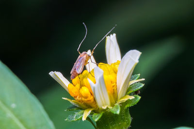 Close-up of insect pollinating on flower