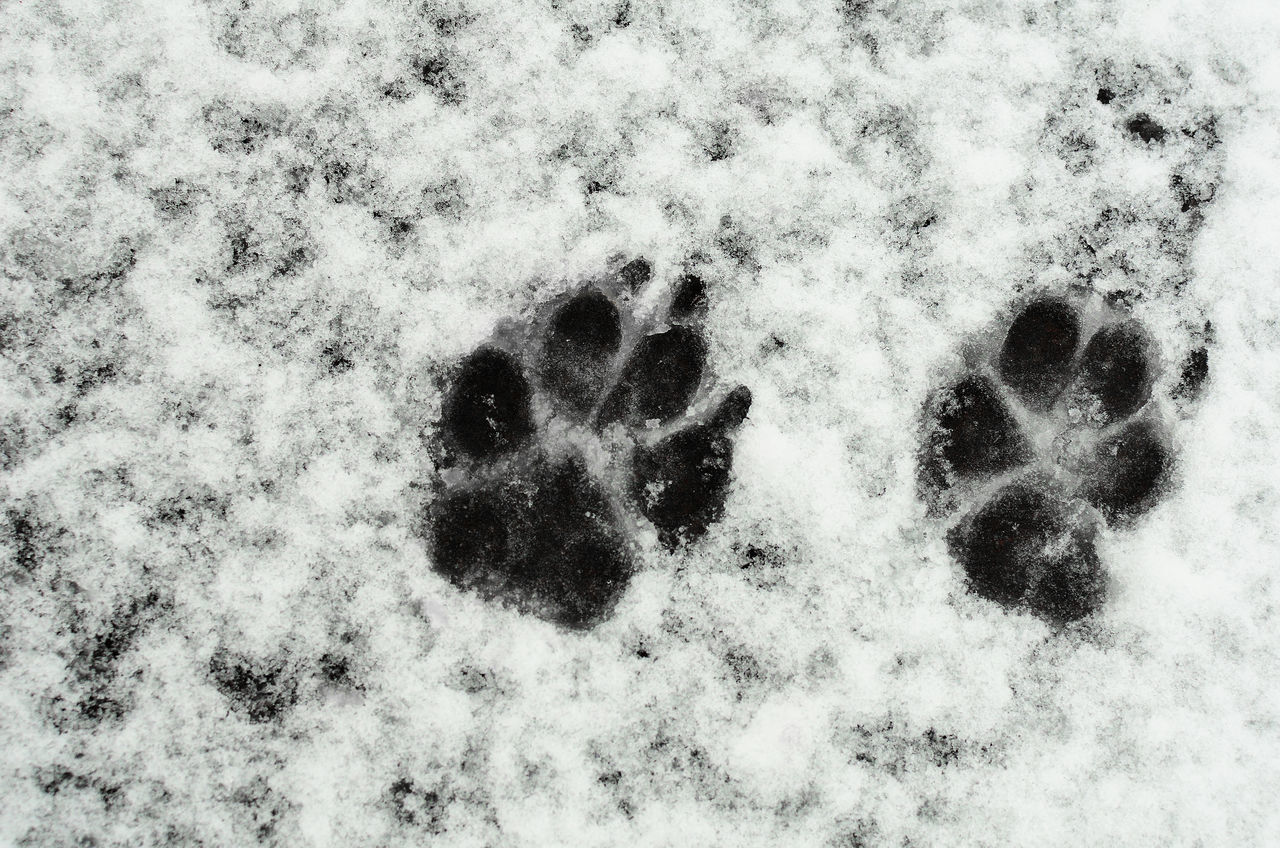 Dog's footprints