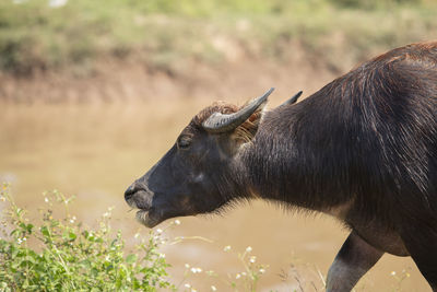 Buffalo half full eating grass, waterfront.
