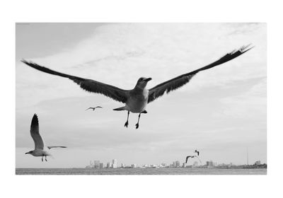 Seagulls flying in the sky