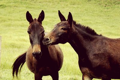 Horse grazing on grassy field