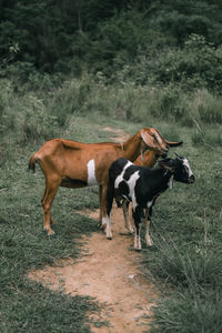 Goats standing on land