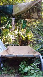 Chairs and plants in yard