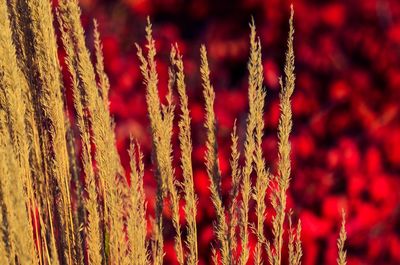 Close-up view of red leaf