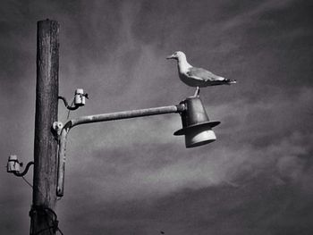 Low angle view of birds perching on wall