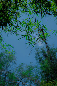 Low angle view of trees against sky