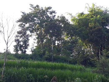 Trees on field against sky