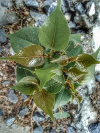 High angle view of leaves