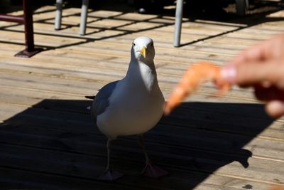 Close-up of a hand feeding seagull