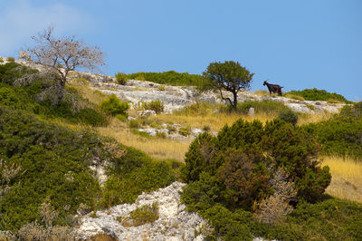 Trees on landscape against clear blue sky