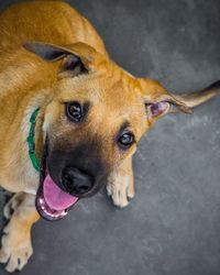 Close-up portrait of a dog