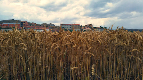 Wheat field against sky