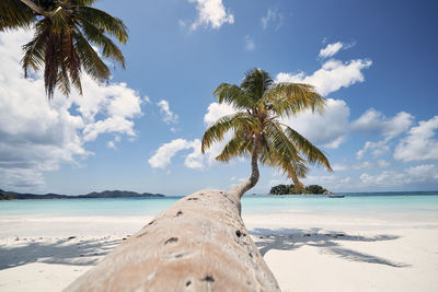 Palm tree on white sand beach. idyllic day in tropical travel destination. 