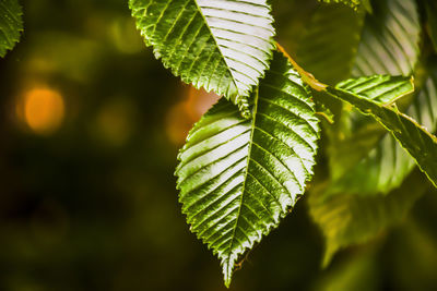 Close-up of fresh green plant