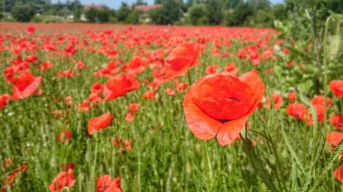 Close-up of red flowers blooming in field