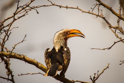 Low angle view of bird perching on branch