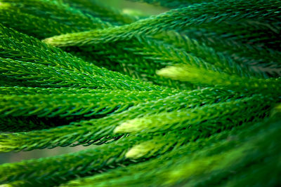 Full frame shot of plant
