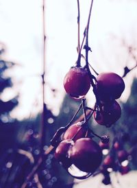 Close up of red object hanging in the dark