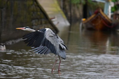 bird