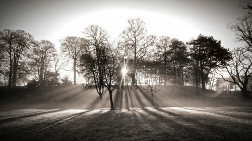 Trees on snow covered landscape