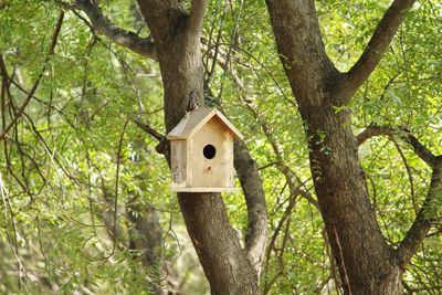 Close-up of tree trunk