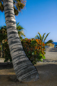 Palm tree against blue sky