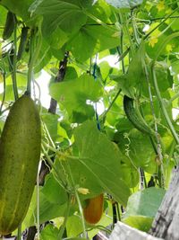 Close-up of banana tree