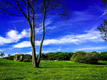 Low angle view of trees on field against sky