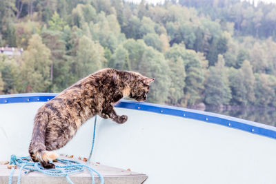 Cat in boat against trees