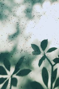 Full frame shot of leaves against sky